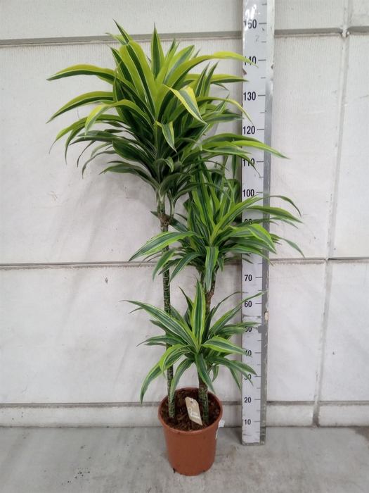 <h4>Dracaena fr de 'LemonLime'</h4>