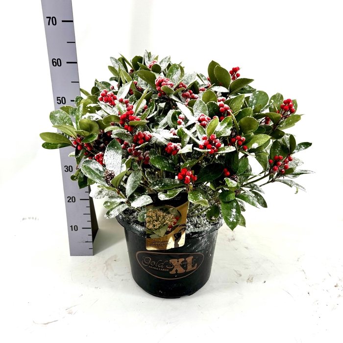 <h4>SKIM J SENSATION</h4>