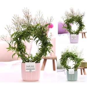 Jasminum Poly. ( 200+ knop) in P&PURE Fleur ceramics ass. 3