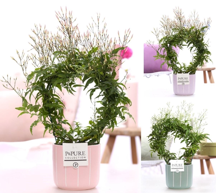 <h4>Jasminum Poly. ( 200+ knop) in P&PURE Fleur ceramics ass. 3</h4>