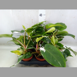 Philodendron   ...