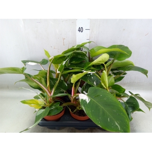 Philodendron   ...