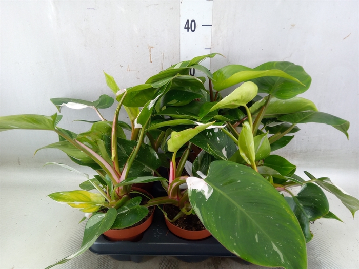 <h4>Philodendron   ...</h4>