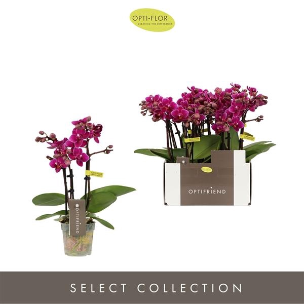 <h4>Phalaenopsis Multifloratypes overig paars</h4>
