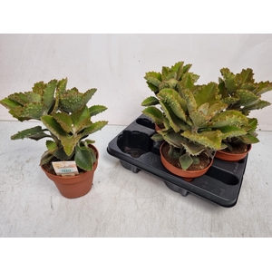 KALANCHOE BEHARENSIS