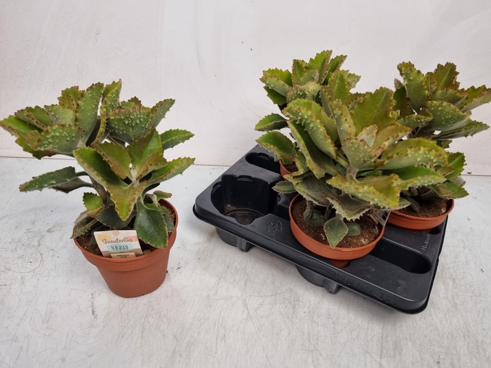 <h4>KALANCHOE BEHARENSIS</h4>