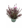 Gaura Gaudi Light Pink
