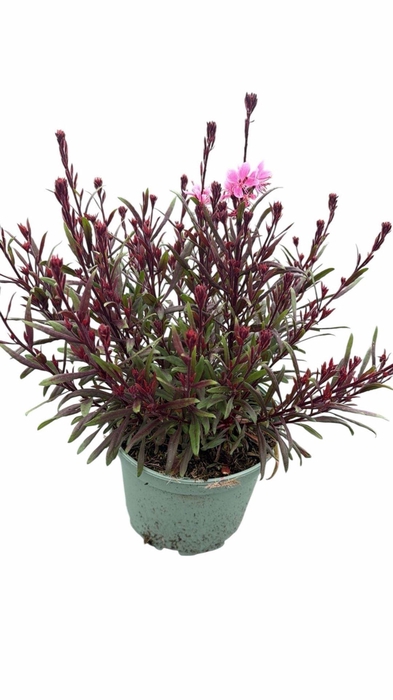 Gaura Gaudi Light Pink