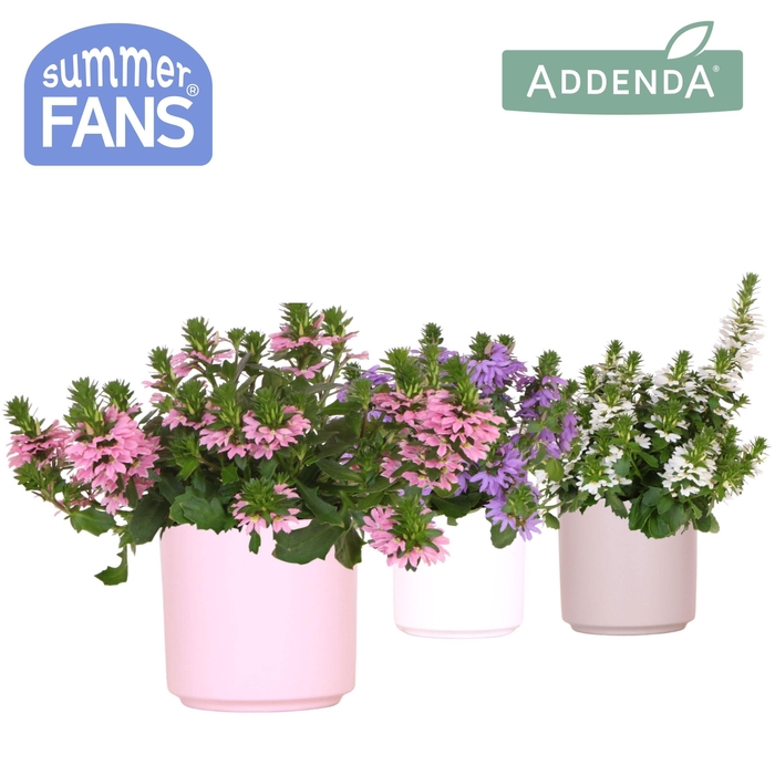 <h4>Scaevola mix in Simplicity pot mix</h4>