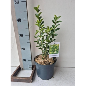 Ligustrum Ovalifolium