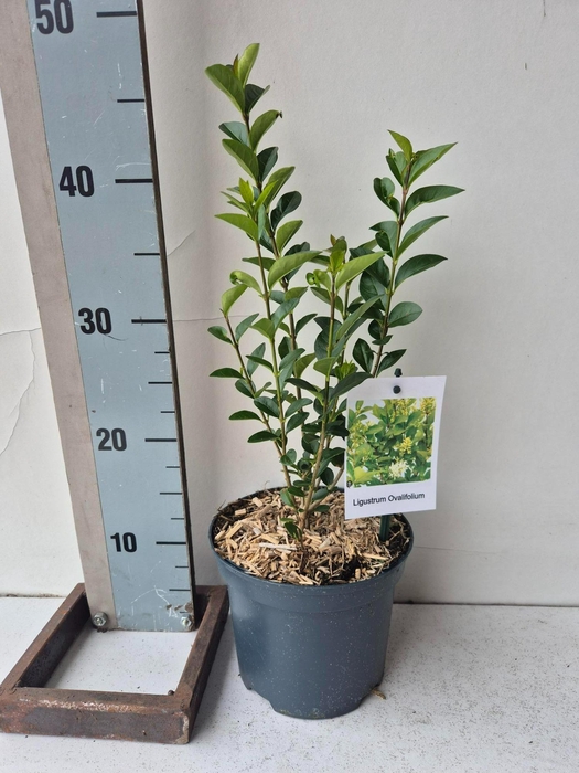 <h4>Ligustrum Ovalifolium</h4>