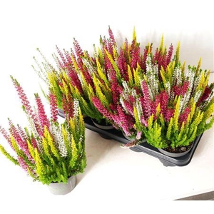 Callu Bl Milca Gem