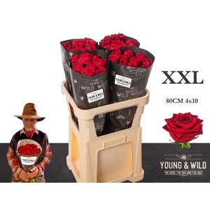 R Gr Red Naomi! Young & Wild Xxl 80