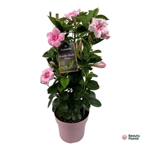 Mandevilla Sundaville Double Blush Pink