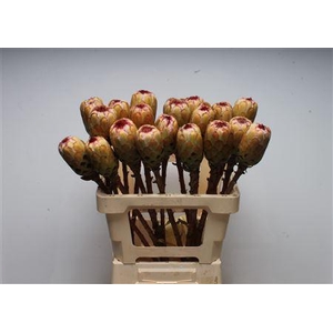 Protea Grandicolor No Leaves