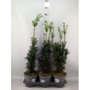 Taxus media 'Hicksii'