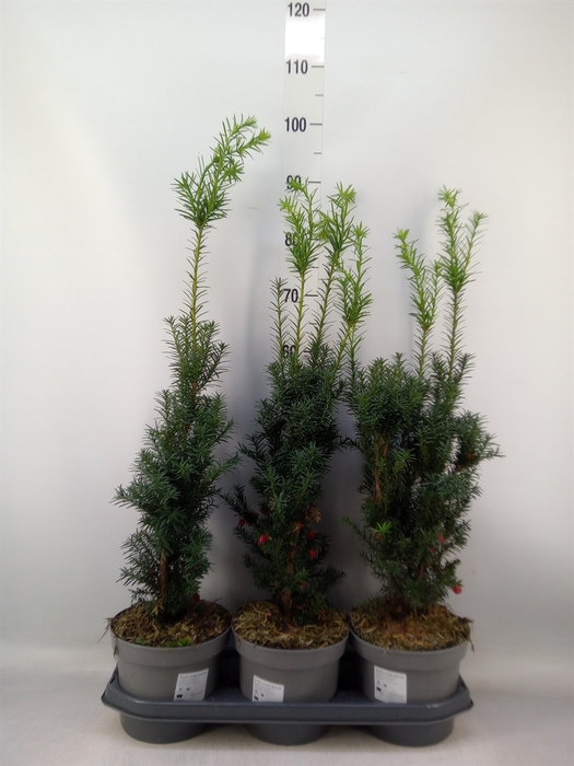 <h4>Taxus media 'Hicksii'</h4>