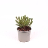Pinus mugo pumilio