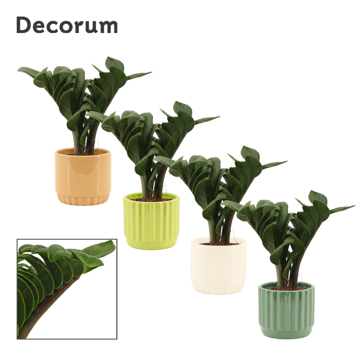 <h4>Zamioculcas Zenzi V-leaf 9 cm, 2 veren in Liam (Natural bubble-c</h4>