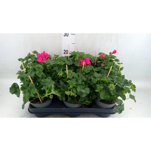Pelargonium pelt.   ...