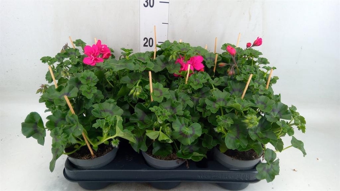 <h4>Pelargonium pelt.   ...</h4>