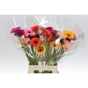 Gerbera Mix 4 kleuren Water X40 Lang