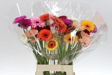 Gerbera Mix 4 kleuren Water X40 Lang