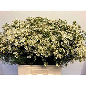 WAXFL JUPITER MOON 70 GR.