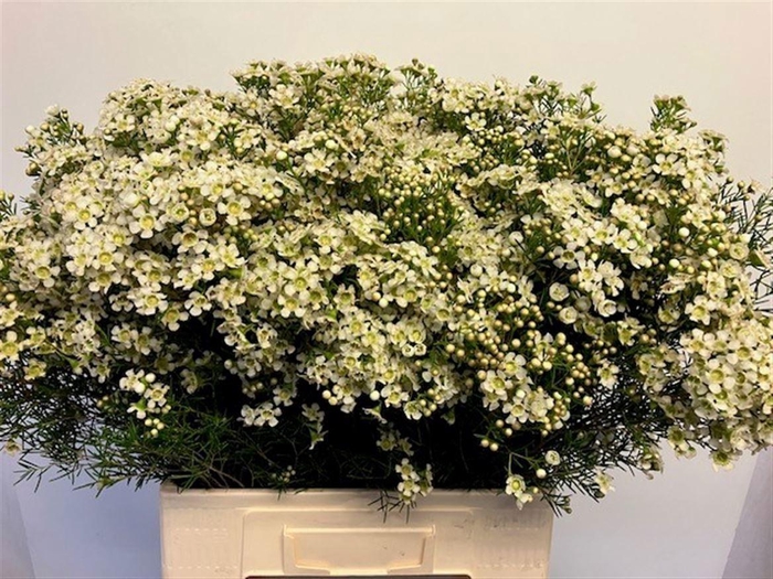 <h4>WAXFL JUPITER MOON 70 GR.</h4>