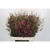 Chamelaucium Rotem