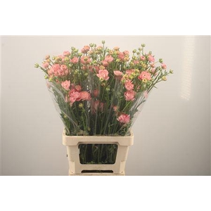 Ran N Modern Riviera