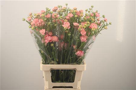 Ran N Modern Riviera