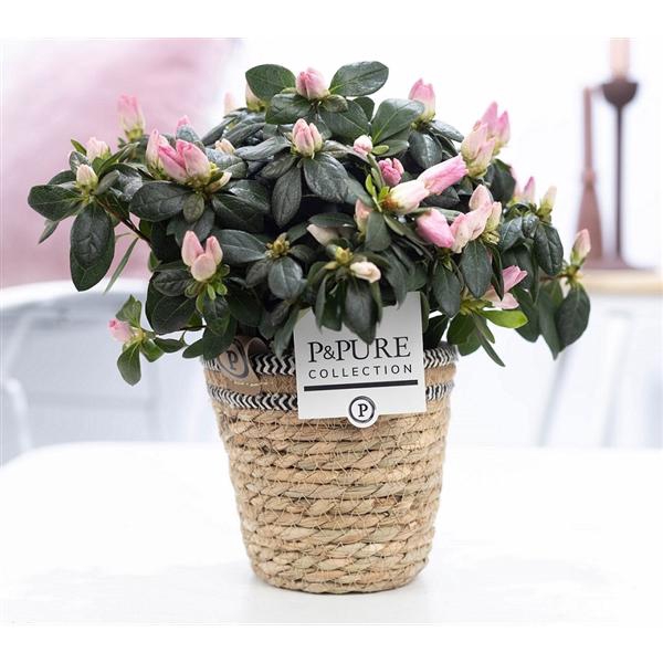 <h4>1st class Azalea pink in P&PURE Basket 6</h4>