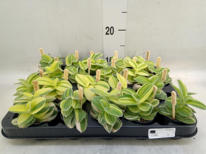 <h4>Tradescantia   ...</h4>