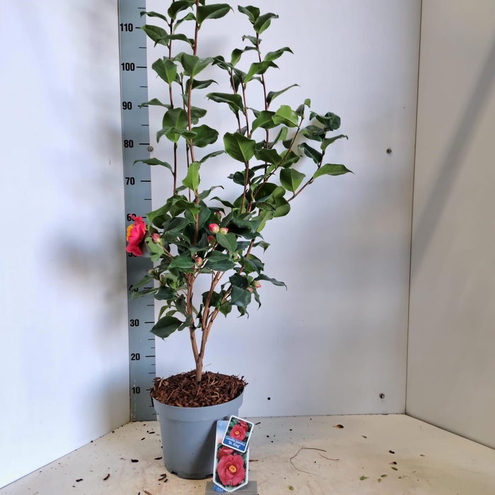 <h4>Camellia japonica 'Dr King'</h4>