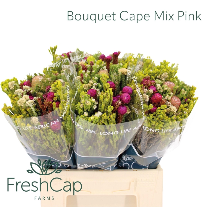 <h4>KAAPS GROE GEM IN BS</h4>