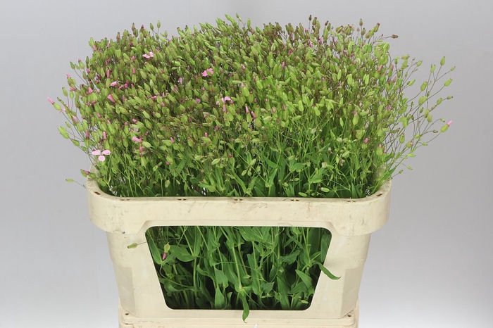 <h4>Saponaria White</h4>
