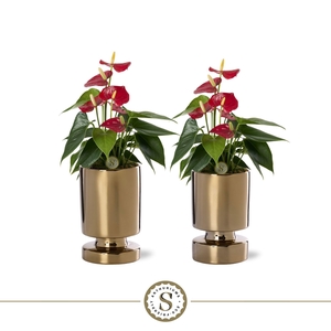 Stockholm Gold Keramiek 9cm Red Champion