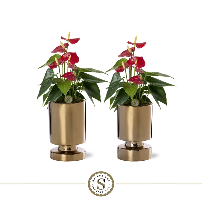 <h4>Stockholm Gold Keramiek 9cm Red Champion</h4>