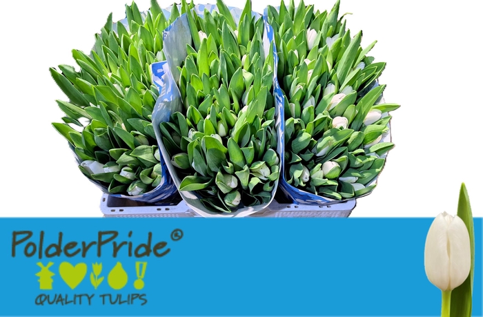 <h4>TU EN ROYAL VIRGIN</h4>