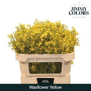 Waxflower L70 Yellow