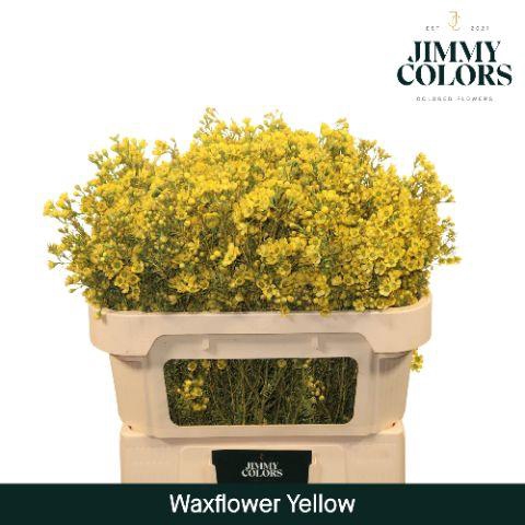 <h4>Waxflower L70 Yellow</h4>