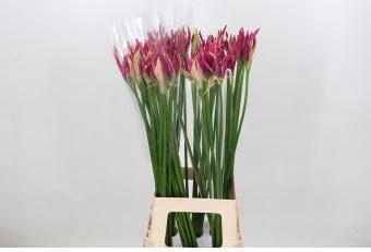 <h4>Nerine Alexandra</h4>