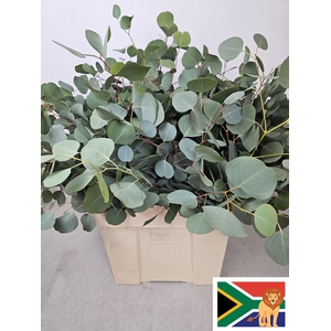 EUC POPULUS BLAD PB -ZA-SUPER