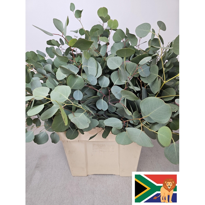 <h4>EUC POPULUS BLAD PB -ZA-SUPER</h4>