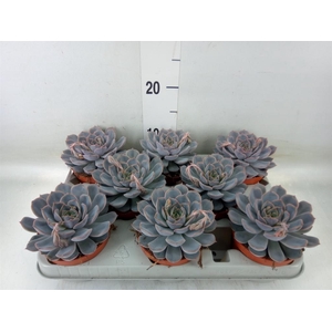 Echeveria  'Orion'