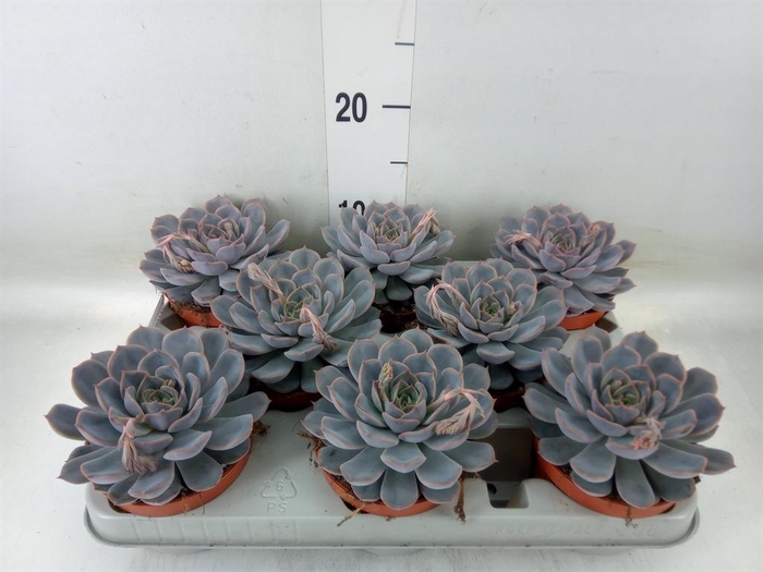 <h4>Echeveria  'Orion'</h4>