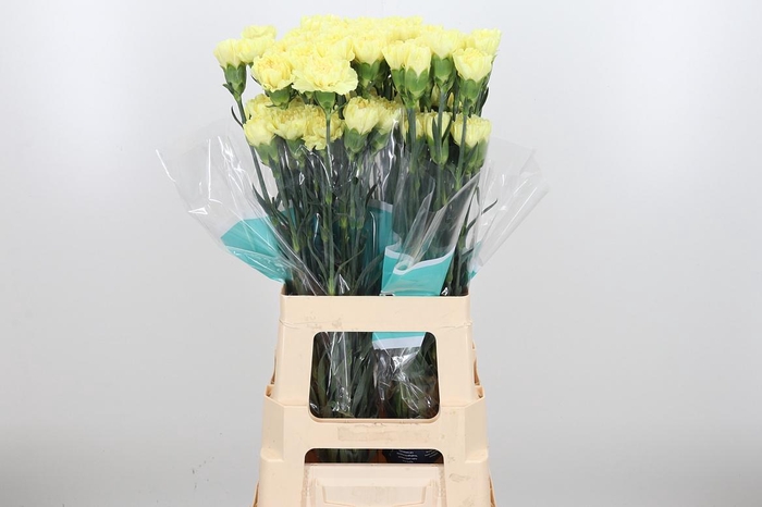 <h4>Di St Hermes</h4>