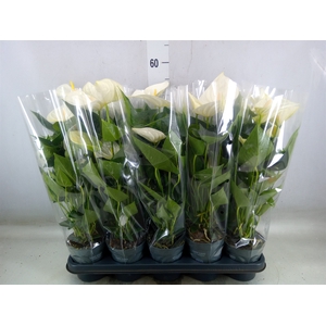 Anthurium  'Karma White'