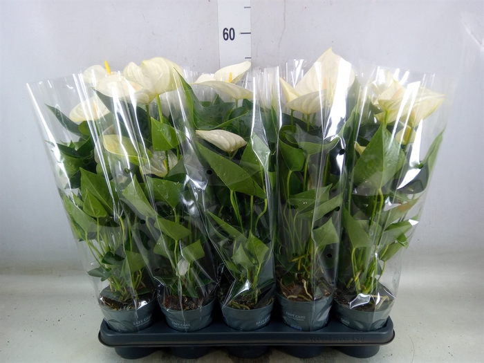 <h4>Anthurium  'Karma White'</h4>